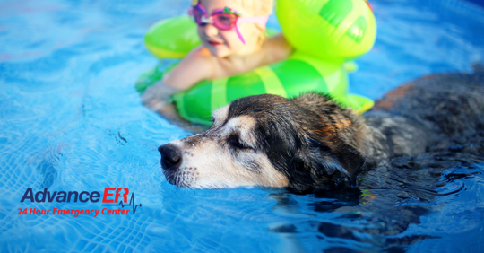 dog and child playing in pool swimming